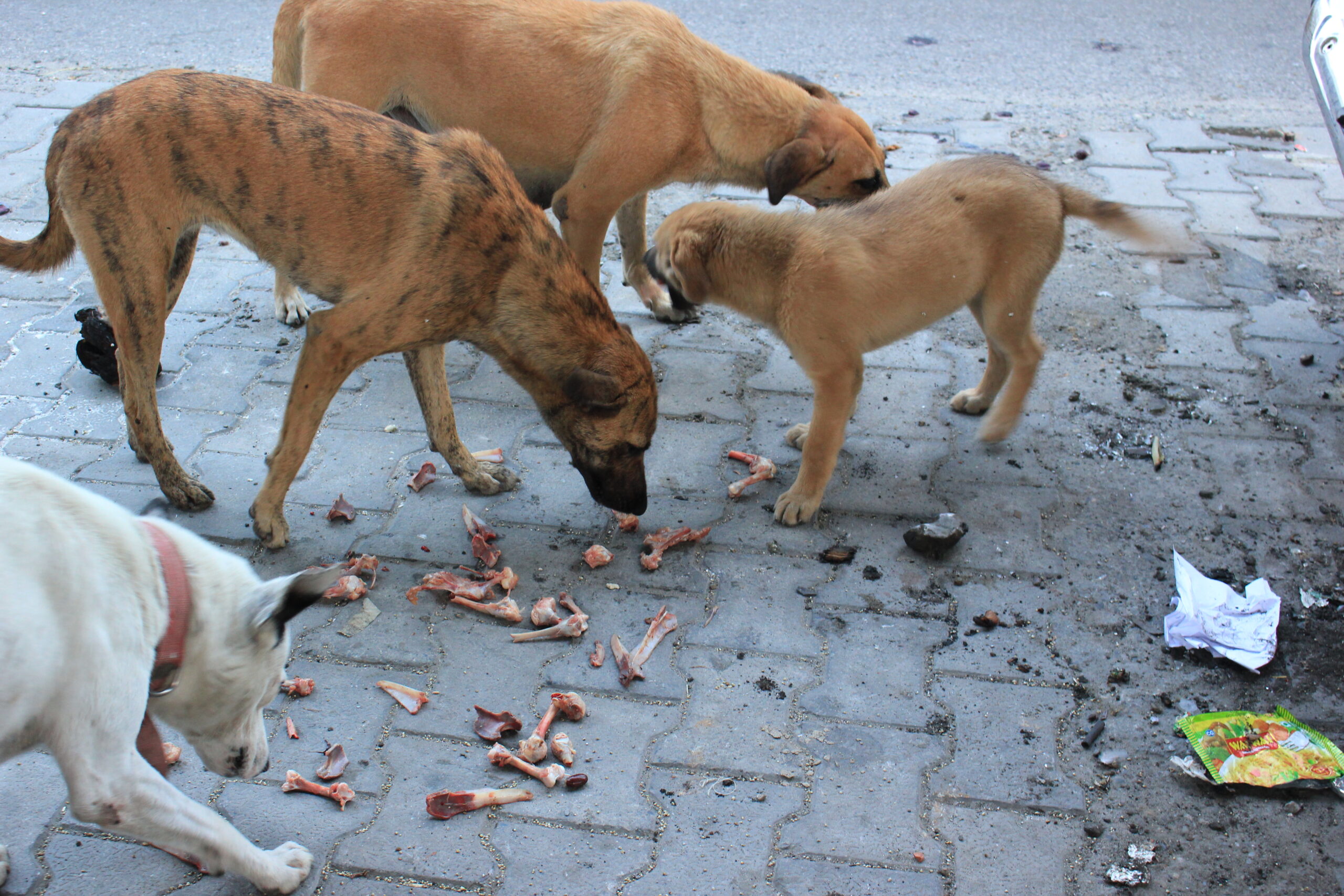 People who feed strays are essential 