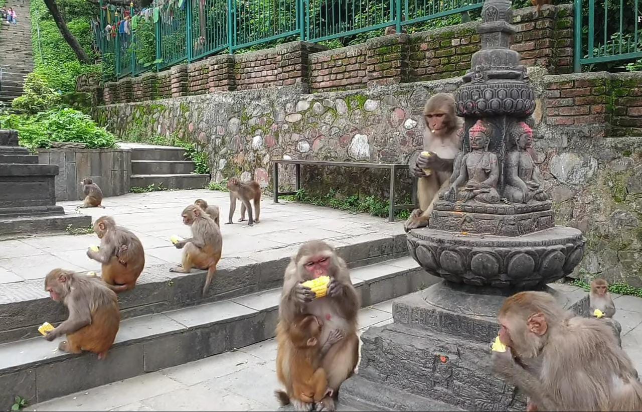 Sharing our day with Monkeys, made us feel, good